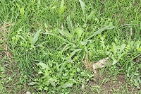 那賀大規模花畑