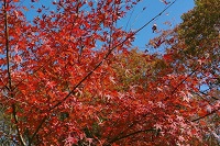 紅葉