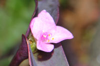 ムラサキツユクサ