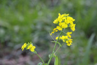 菜の花