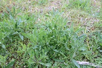 那賀花畑 那賀花畑