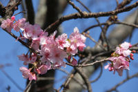 桜 桜