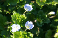 オオイヌノフグリ オオイヌノフグリ