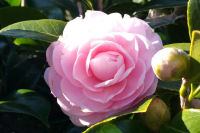 サザンカ サザンカ