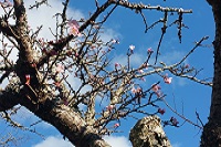 早咲きの桜 早咲きの桜