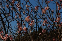 牛原山の梅 牛原山の梅