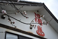 三聖苑桜